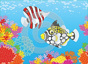 Butterfly fish and triggerfish