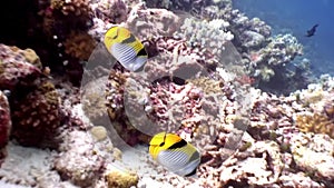 Butterfly fish underwater natural aquarium of sea and ocean in Maldives.