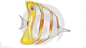 Butterfly fish with watercolor pencil