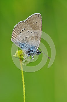 Butterfly on a flawer. photo