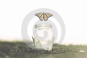 Butterfly flies away fast from the glass jar in which she was trapped