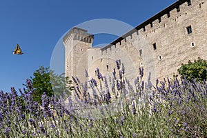 A butterfly flies among the lavender flowers with the Rocca Albornoziana in Spoleto in the background, Perugia, Italy photo