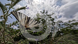 Butterfly flies and sits on a plant to eat nectar