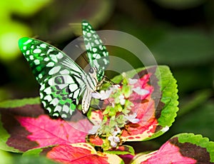 A butterfly flittering wings