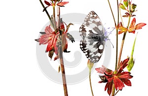 Butterfly and flora