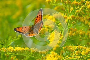 Butterfly and floral background