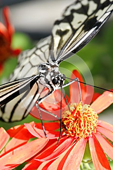 Butterfly in Florida