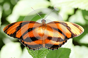 Butterfly in Florida