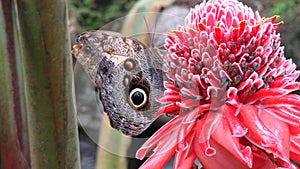 Butterfly in Flower, Mariposario Honduras buttefly farm photo