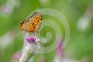 Butterfly on a Flower