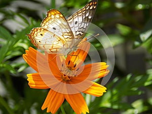 A butterfly on a flower.