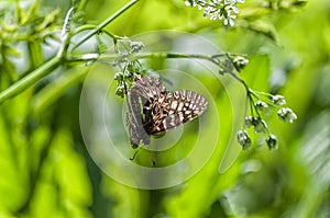 Butterfly on a flower