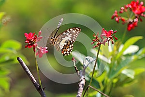 Butterfly and flower