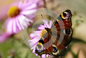 Butterfly on the flower