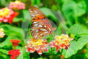 Butterfly on flower