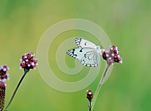 Butterfly on a flower