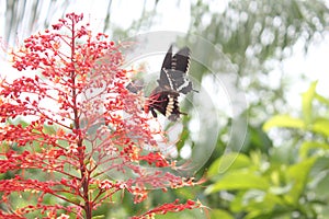 Butterfly on the flower