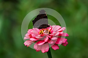 Butterfly on a flower