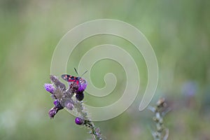 Butterfly on flower