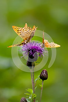 Butterfly on a flower