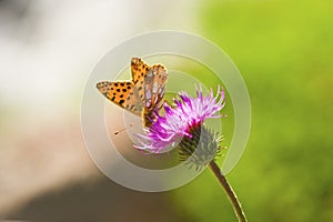 Butterfly on the flower