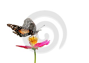 Butterfly on flower