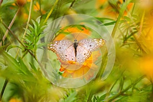 Butterfly and flower