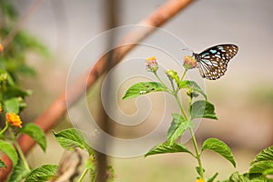 A butterfly on flower