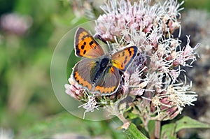 Butterfly on flower