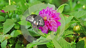 Butterfly on a flower