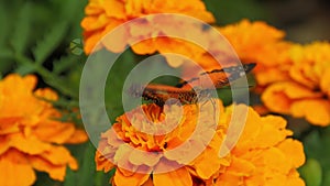 Butterfly on a flower