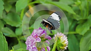 Butterfly on a flower