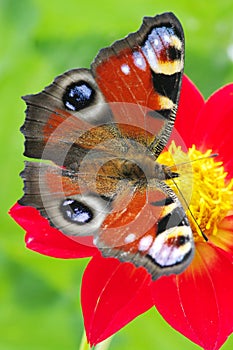 Butterfly on a flower