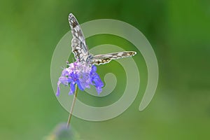 Butterfly and flower