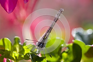 Butterfly on a flower