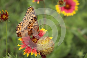 Butterfly on flower