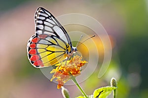 Motýľ na kvetina 