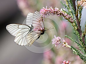 Butterfly on a flower