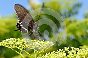 Butterfly with flower