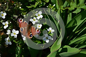 A butterfly is on a flower