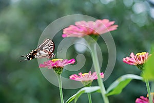 Butterfly and flower