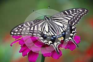 Butterfly and flower photo