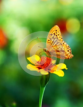 Butterfly on flower