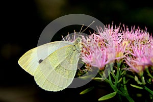 Butterfly on flower