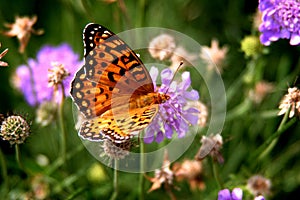 Farfalla sul fiore 