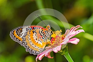 Butterfly and flower