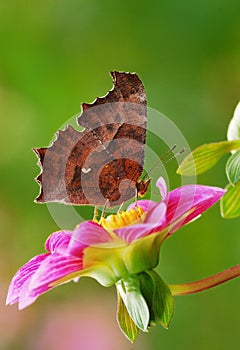 Butterfly and flower