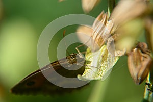 Butterfly on a Flower