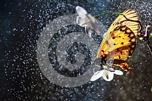 Butterfly on the flower