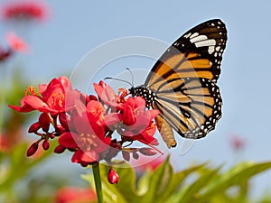 Butterfly and flower